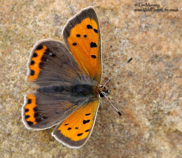 Small copper.jpg